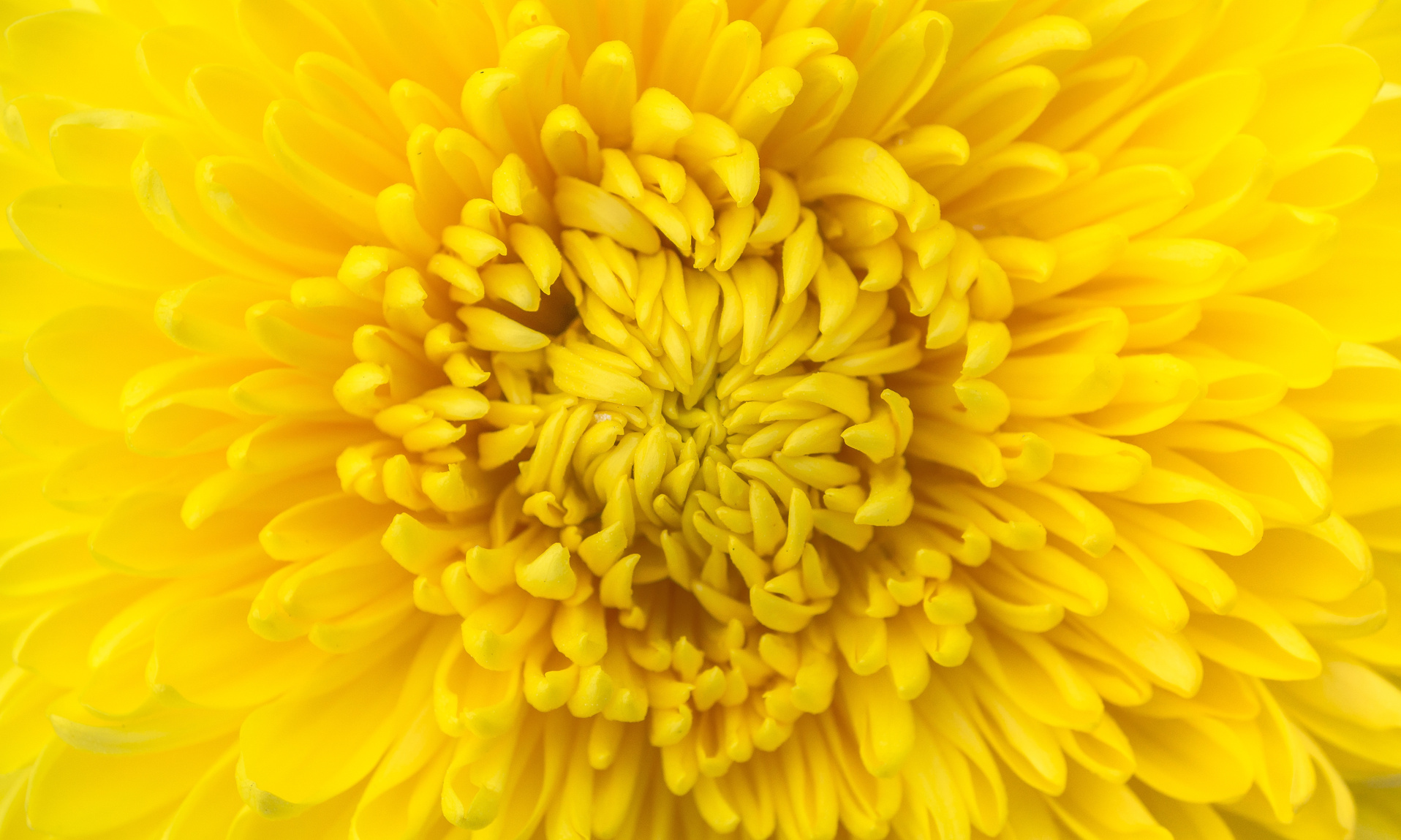 Yellow Flower Macro Shot